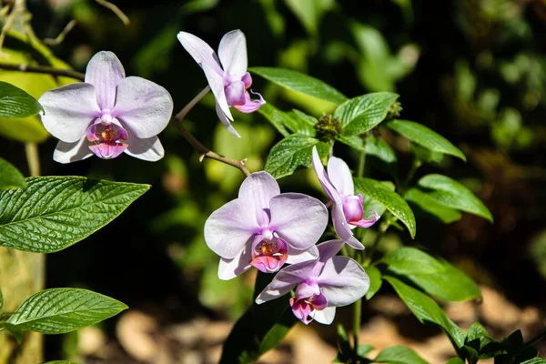 Güneşli Bir Günde Açan Beyaz Dendrobium Bitkisinin Yakın Çekim Görüntüsü — Stok fotoğraf