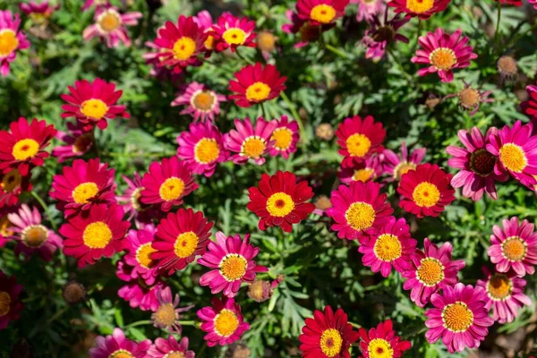 Rode Bloemen Van Grandaisy Argyranthemum Tuin — Stockfoto