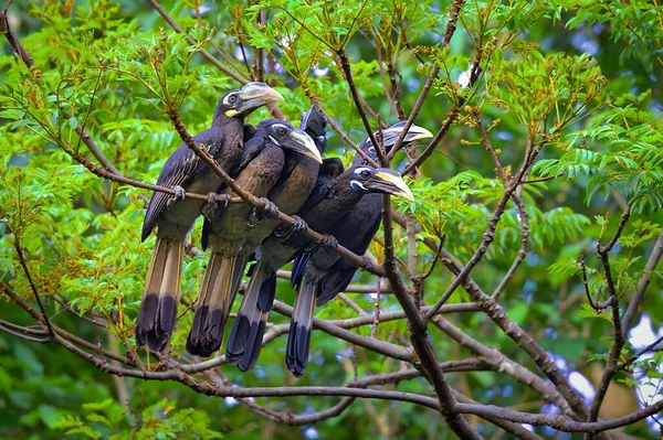 Bushy Crested Hornbills Anorrhinus Galeritus Tree Branch — Stock Photo, Image