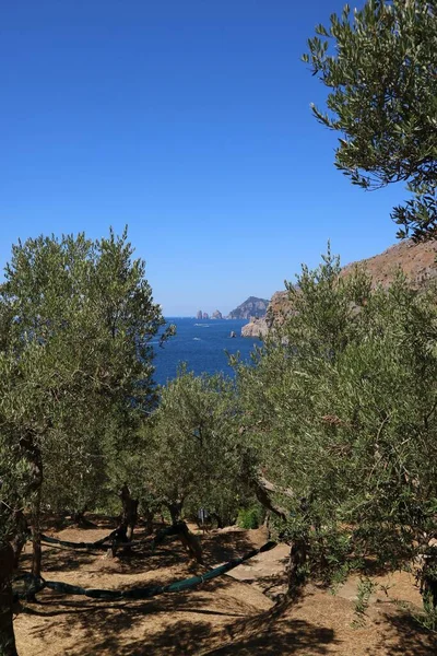 Panoramic View Sea Olive Grove Bottom You Can See Stacks —  Fotos de Stock
