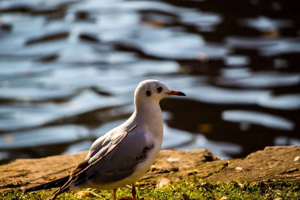 Een Meeuw Rotsen Bij Rivier — Stockfoto