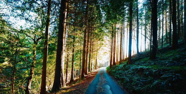 Ένας Όμορφος Δρόμος Στην Πλαγιά Του Βουνού Καλυμμένος Πυκνά Δέντρα — Φωτογραφία Αρχείου