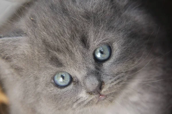 Серый Котенок Голубыми Глазами — стоковое фото