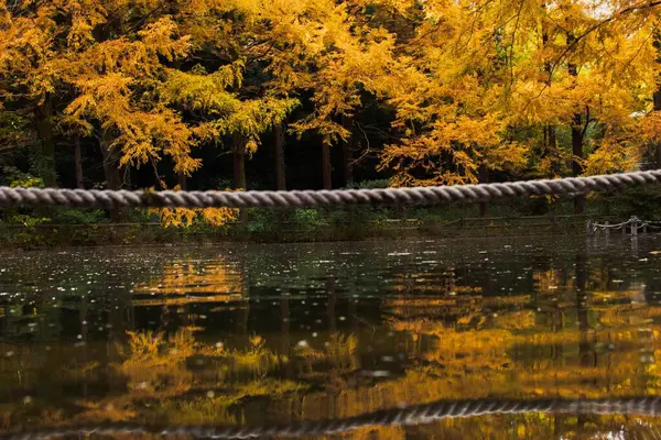 水面に映る黄色のカエデの美しいショット — ストック写真