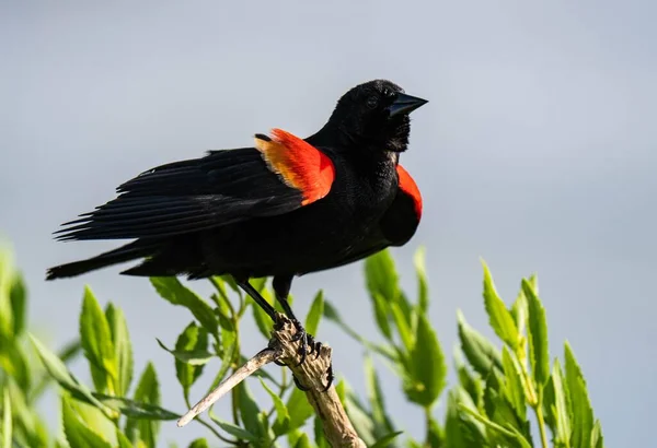 Ein Schwarzer Agelaius Phoeniceus Vogel Der Auf Einem Ast Hockt — Stockfoto