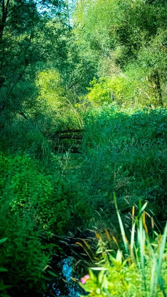 Una Vista Basso Angolo Una Bella Foresta Una Giornata Sole — Foto Stock