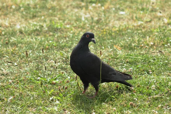 Eine Schwarze Taube Stehen — Stockfoto