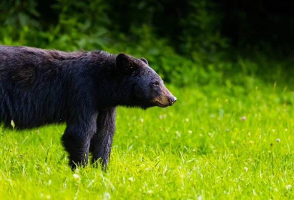 Foyer Peu Profond Ours Noir Louisiane Dans Champ Vert — Photo