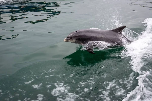 Gros Plan Dauphin Nageant Long Bateau — Photo