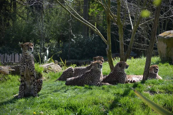 Una Coalición Guepardos Sentados Suelo Zoológico — Foto de Stock