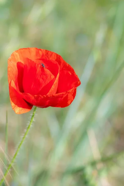 Kırmızı Gelincik Çiçeğinin Bulanık Bir Arkaplanda Dikey Görüntüsü — Stok fotoğraf