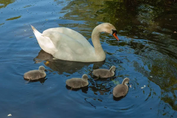 Gros Plan Cygne Ses Bébés Nageant Dans Étang — Photo