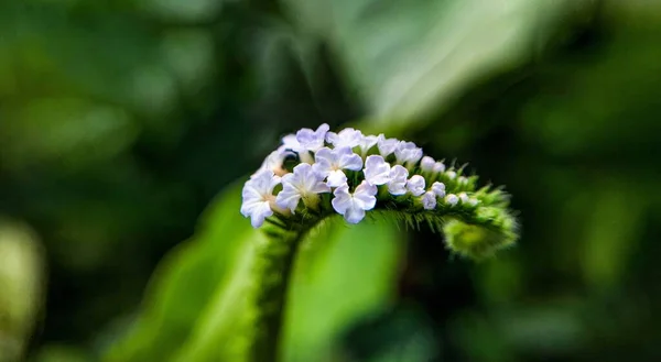 Detailní Záběr Indické Heliotrope Zeleném Listovém Pozadí — Stock fotografie