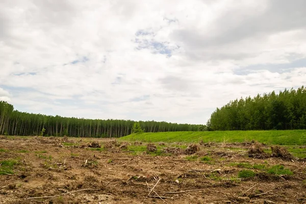 A view of a green land with cut down trees