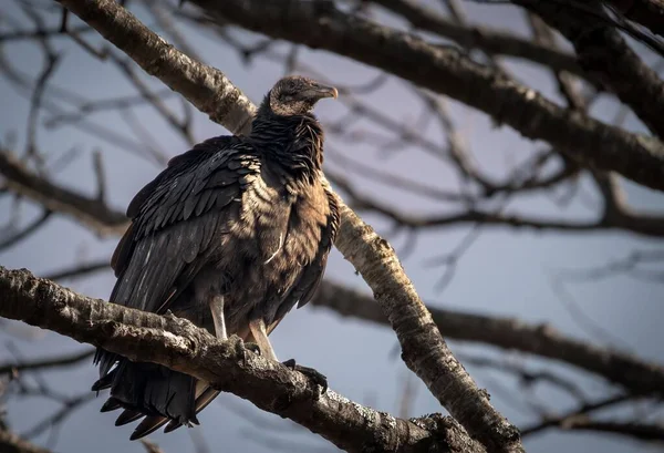 Sebuah Fokus Tembakan Selektif Dari Burung Bangkai Bertengger Cabang Pohon — Stok Foto