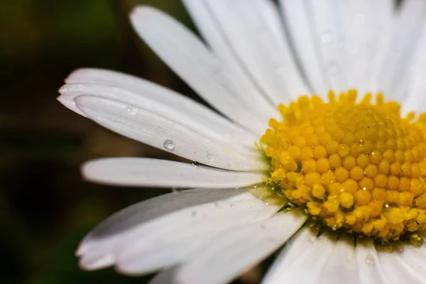 Eine Nahaufnahme Einer Gänseblümchenblume Mit Wassertropfen — Stockfoto