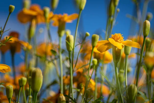 Μακροεντολή Από Πολύχρωμα Λουλούδια Στη Μέση Ενός Θολή Τομέα — Φωτογραφία Αρχείου