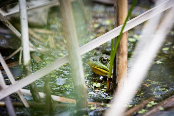 개구리가 초록색 조류와 나뭇가지로 뒤덮인 늪에서 꺼내기 머리를 숙이고 — 스톡 사진