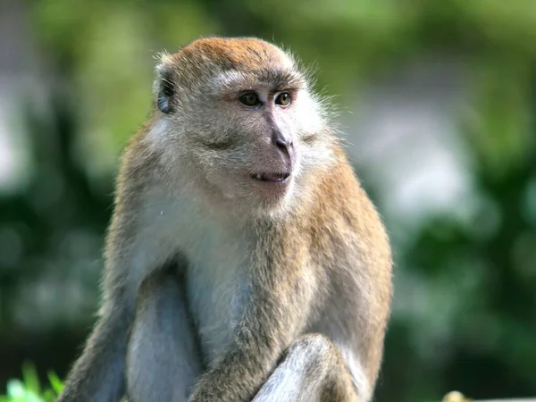 Ένα Κοντινό Πλάνο Ενός Πιθήκου Macaque Macaca Κοιτάζοντας Στην Άκρη — Φωτογραφία Αρχείου
