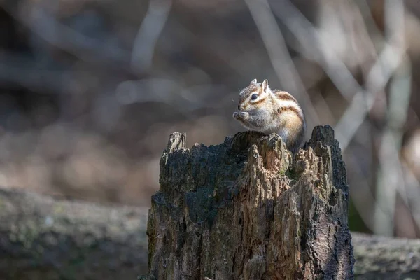 一只可爱的西伯利亚松鼠在树桩上的特写镜头 — 图库照片