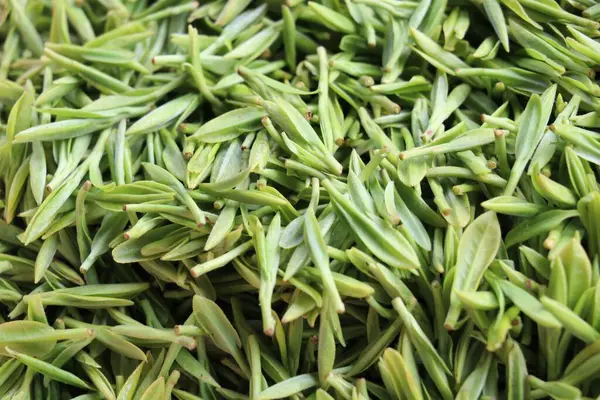 Die Nahaufnahme Der Frischen Blätter Des Chinesischen Tees — Stockfoto