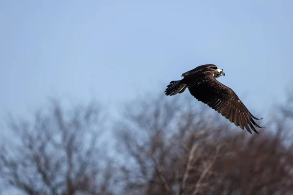 Gran Pájaro Águila Pescadora Volando Por Encima Del Cielo — Foto de Stock