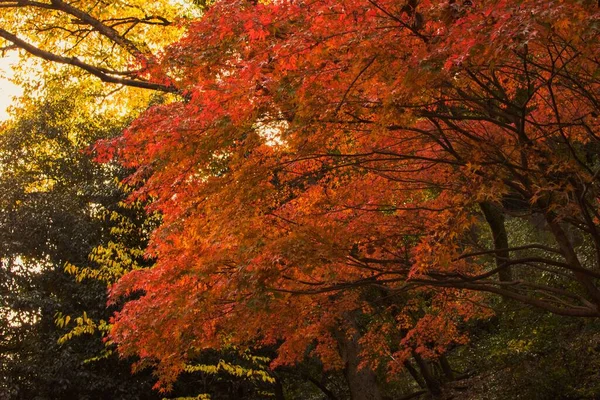 Vertikal Bild Röda Lönnträd Med Färgglada Blad Skogen Hösten — Stockfoto