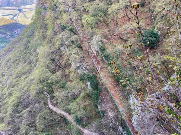 Una Vista Aérea Escalera Por Bosque Con Árboles Verdes Musgosos —  Fotos de Stock