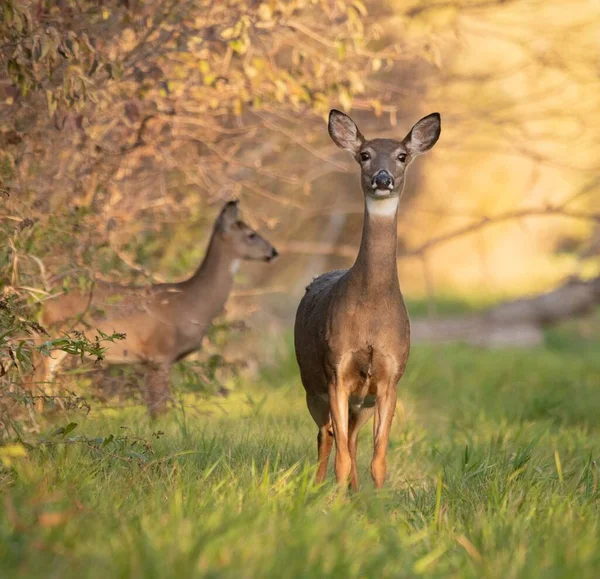 Beau Plan Deux Cerfs Mignons Dans Une Forêt — Photo