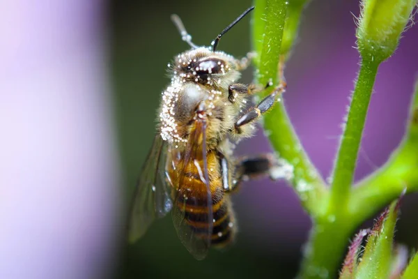 Gros Plan Une Abeille Sur Une Tige Fleur Verte — Photo