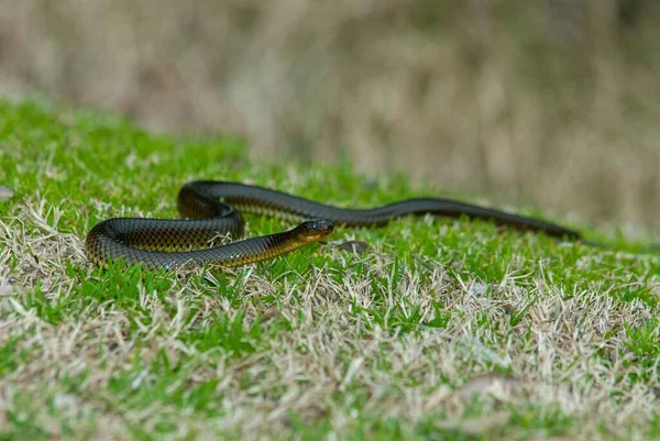 Close Uma Cobra Liophis Dourado Rastejando Grama — Fotografia de Stock