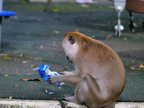 Tiro Perto Macaco Macaco Macaca Roubando Pacote Alimentos — Fotografia de Stock