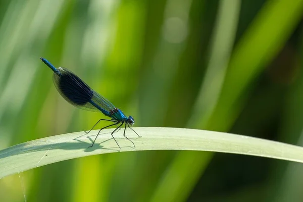 Bulanık Arkaplanda Yaprağın Üzerindeki Çayır Böceğinin Yakın Plan Fotoğrafı — Stok fotoğraf