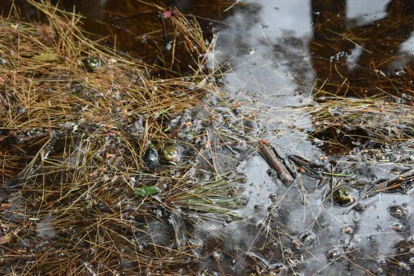 Closeup Shot Frogs Sitting Wet Grass Shallow Water — Stock Photo, Image