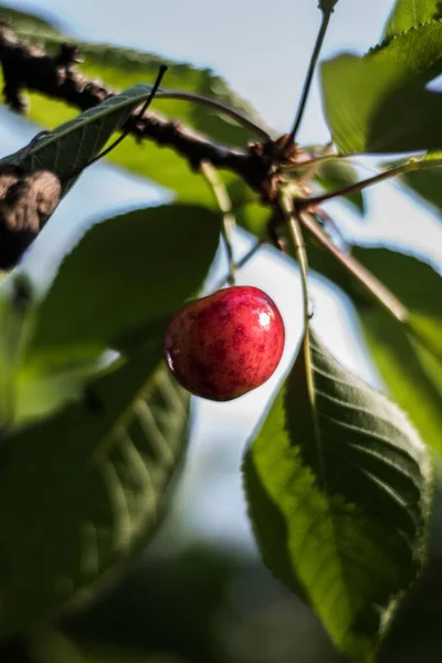 Uma Cereja Vermelha Madura Galho Árvore — Fotografia de Stock