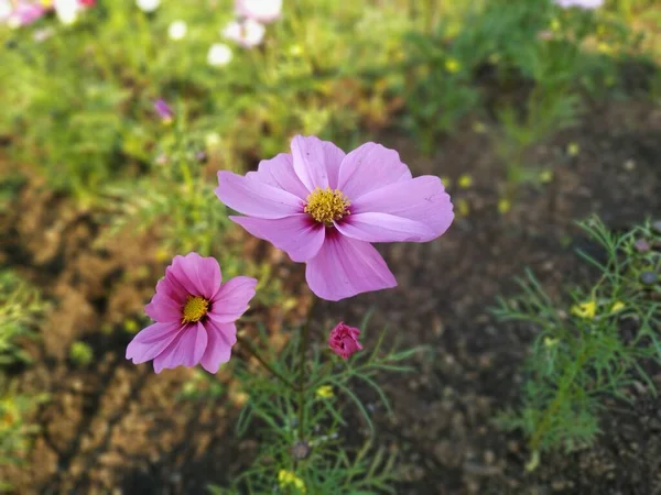 Zbliżenie Ujęcia Gatunku Kwiatu Cosmos Różowymi Płatkami — Zdjęcie stockowe