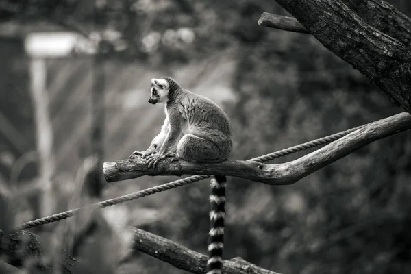 Grayscale Ring Tailed Lemur Lemur Catta Tree — Stock Photo, Image