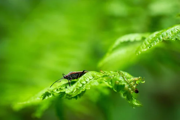 Uma Macro Besouro Uma Folha Verde Uma Floresta — Fotografia de Stock