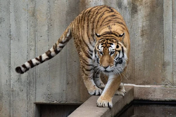 Tigre Siberiano Amur Caminando Sobre Borde —  Fotos de Stock