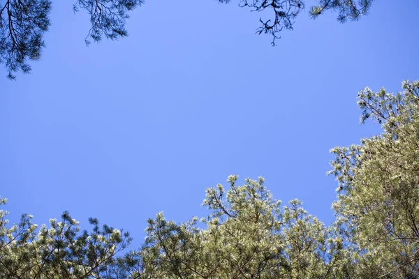 Низкоугольный Снимок Ветвей Сосны Фоне Голубого Неба Солнечный День — стоковое фото