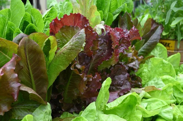 Frischer Salat Wächst Garten — Stockfoto