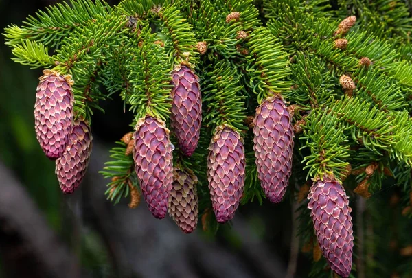 Close Muitos Cones Abeto Nos Ramos Primavera Natureza Selvagem — Fotografia de Stock