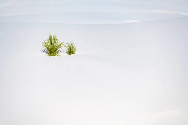 Hermoso Paisaje Arenas Blancas Bajo Luz Del Sol —  Fotos de Stock