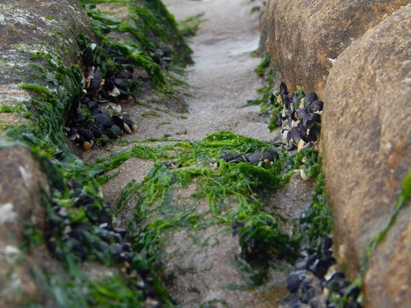 Primer Plano Liquen Las Rocas Mojadas — Foto de Stock