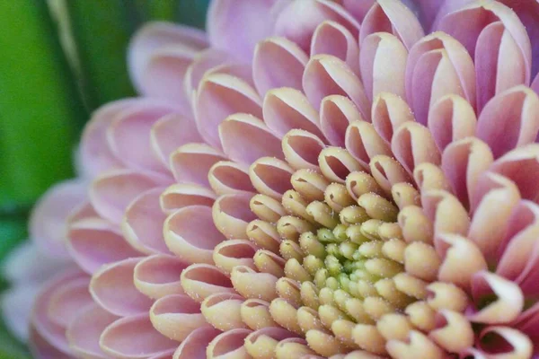 Closeup Shot Chrysanthemum Flower Pink Petals Blurred Background — Stock Photo, Image