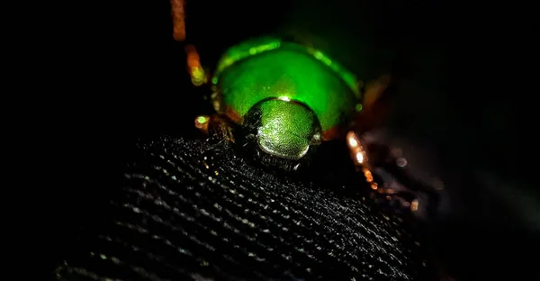Sebuah Gambar Closeup Dari Chafer Kumbang Daun — Stok Foto