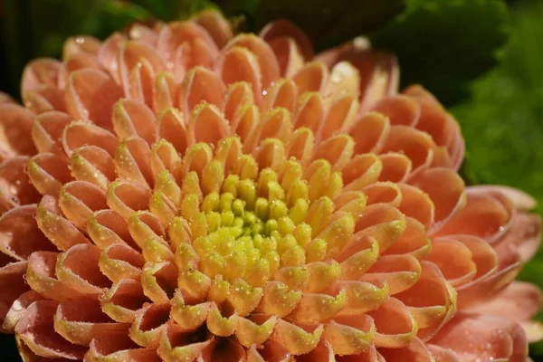 Zbliżenie Ujęcie Chryzantemy Kwiat Pomarańczowymi Płatkami Rozmytym Tle — Zdjęcie stockowe