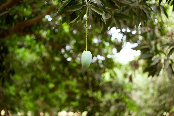 Primer Plano Una Mangifera Creciendo Árbol Verano — Foto de Stock