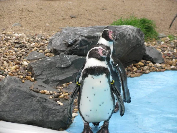 Grupa Pingwinów Humboldta Stojąca Skale Zoo — Zdjęcie stockowe