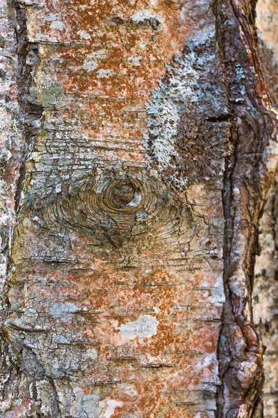 Eine Nahaufnahme Von Baumstamm Hintergrund — Stockfoto